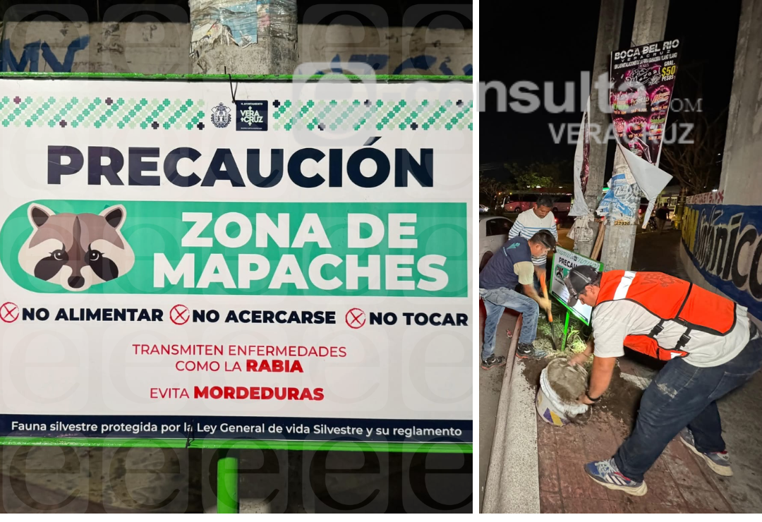 mapaches-veracruz-senal.png