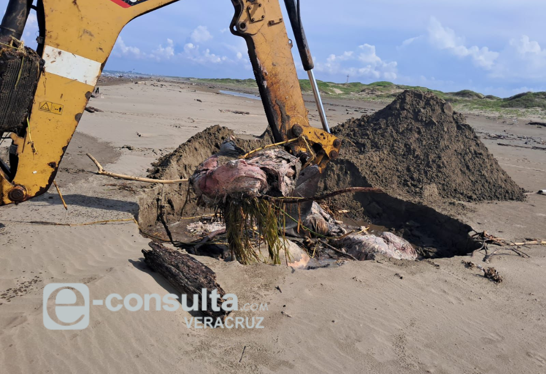 animales-lluvias-playa_de_coatza_1.png