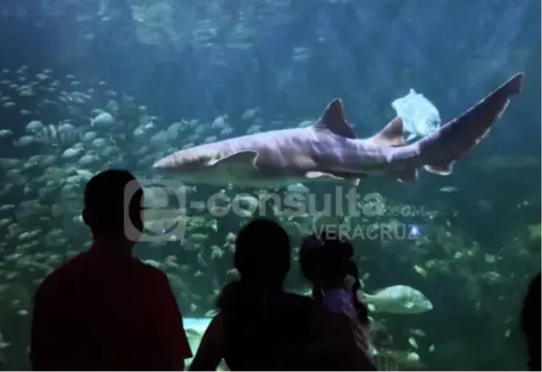 polemicas-aquarium_de_veracruz-benito.png