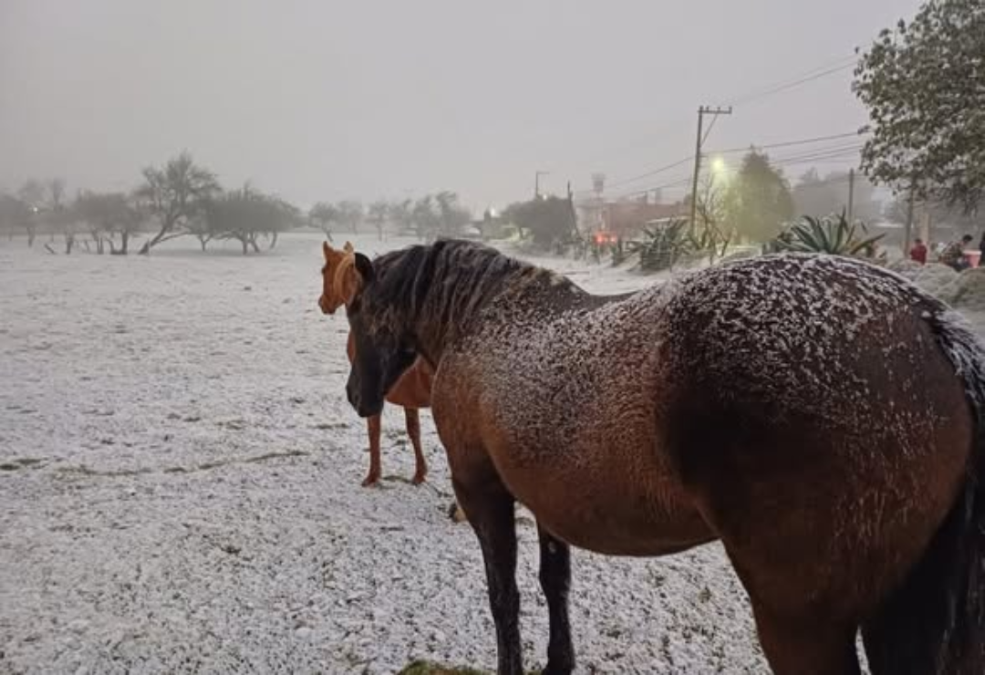 temporada-heladas-veracruz_5.png