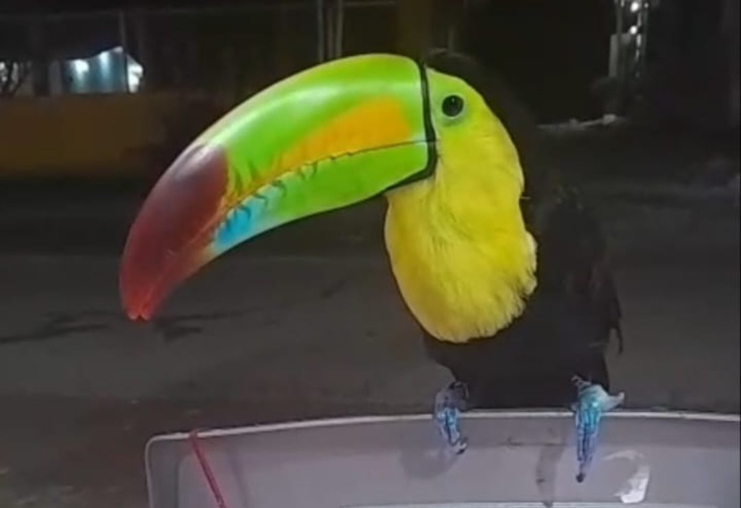 tucan-naturalia-muerte_de_animales_2.png