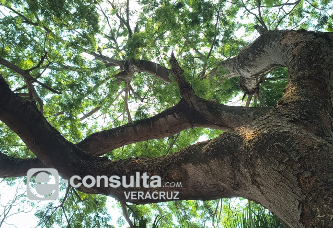 arbol_mas_viejo-veracruz-huanacaxtle.png