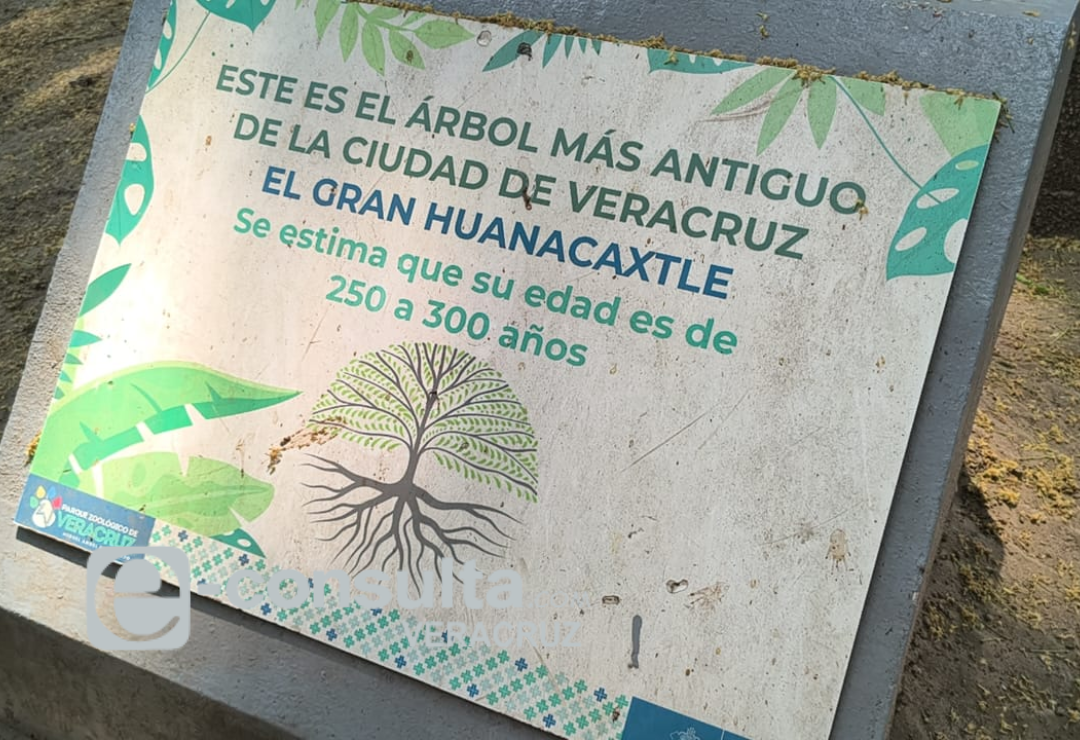 arbol_mas_viejo-veracruz-parque_zoologico_miguel_angel_de_quevedo.png