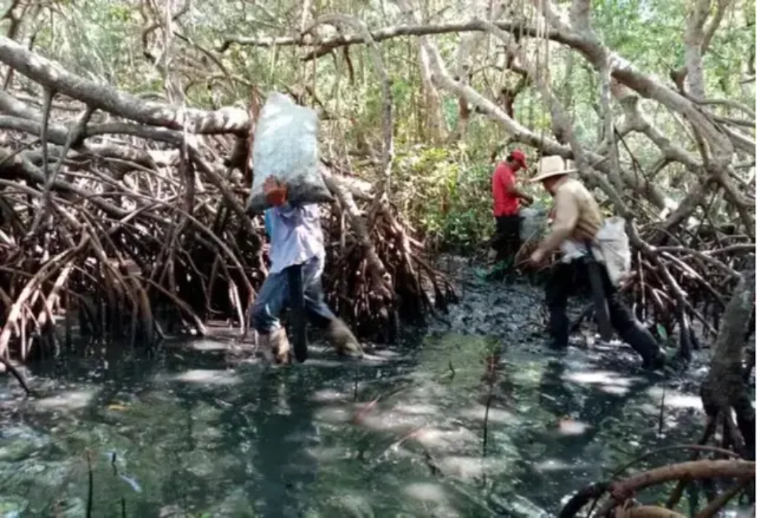 derrame-manglar-veracruz.png
