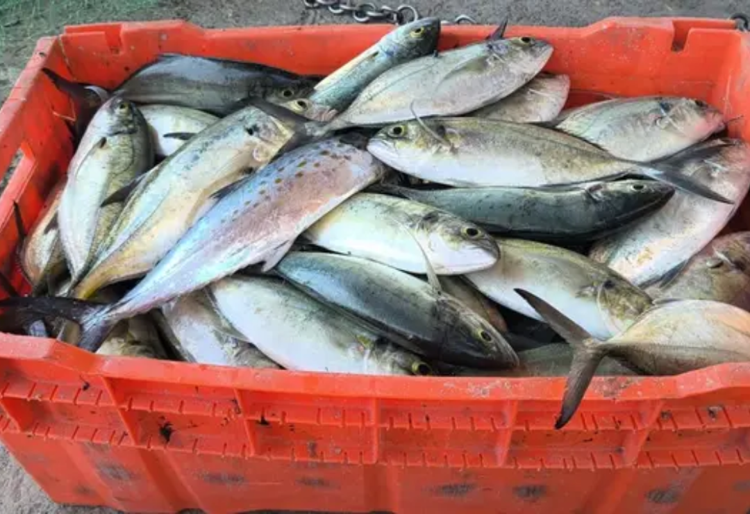 derrame-pescados-veracruz.png