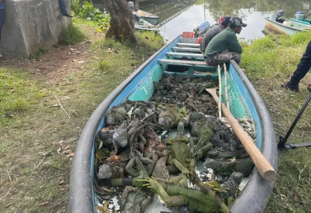 iguanas-ilegal-cosoleacaque.png