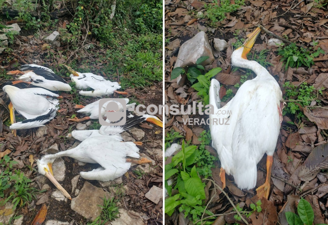 muerte-pelicanos-veracruz.png