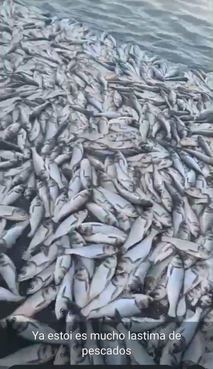 muerte_de_peces-estero_el_camalote-panuco.jpg