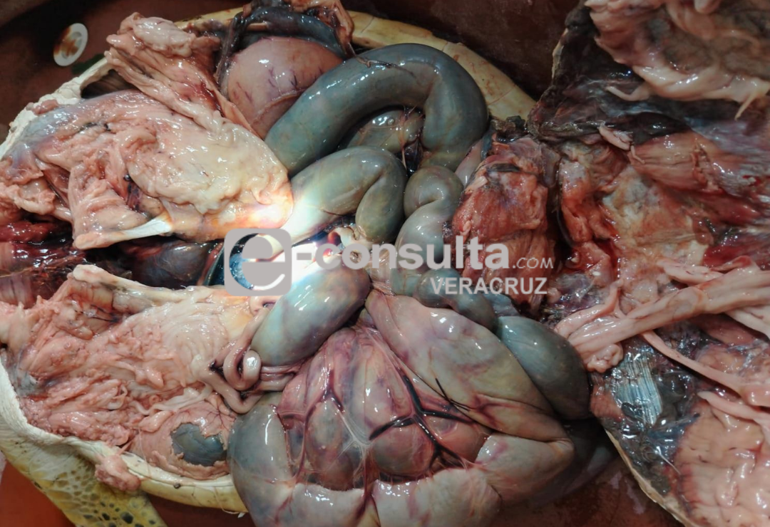tortugas-crudo-veracruz.png