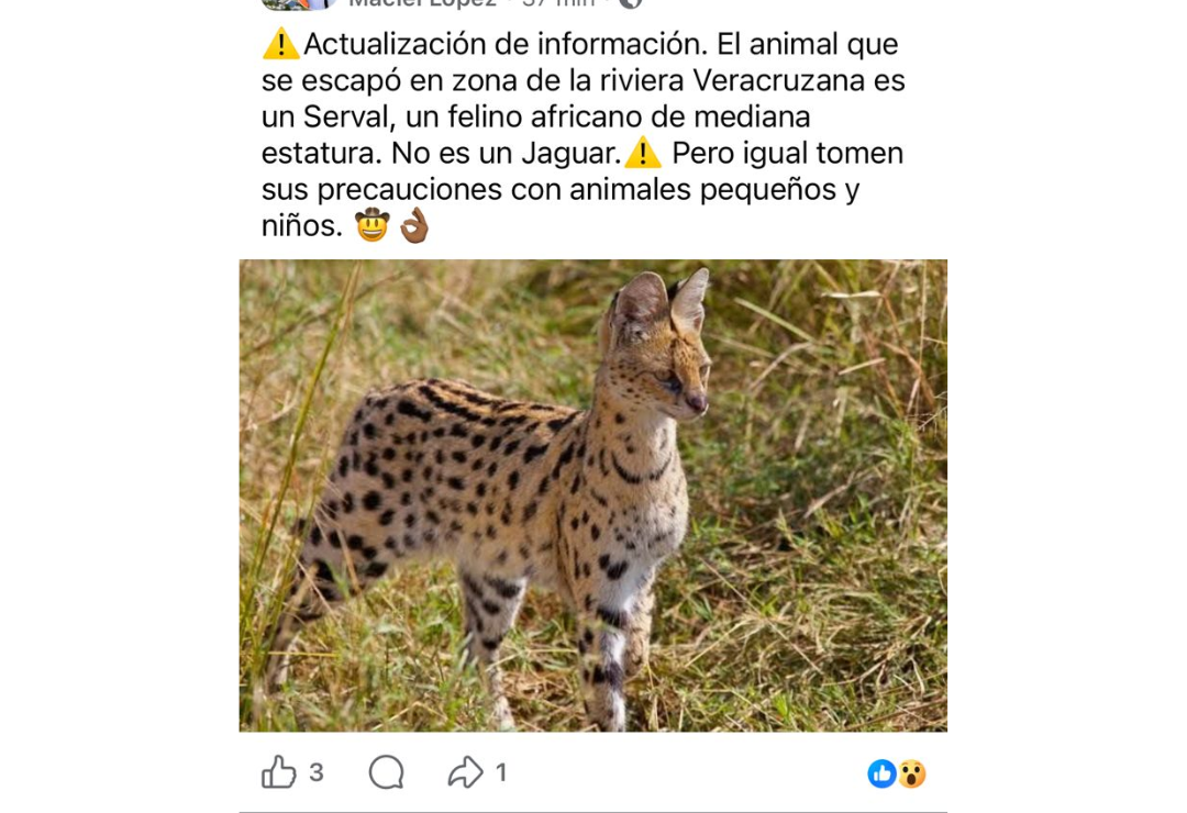 serval-riviera_veracruzana-alvarado.png