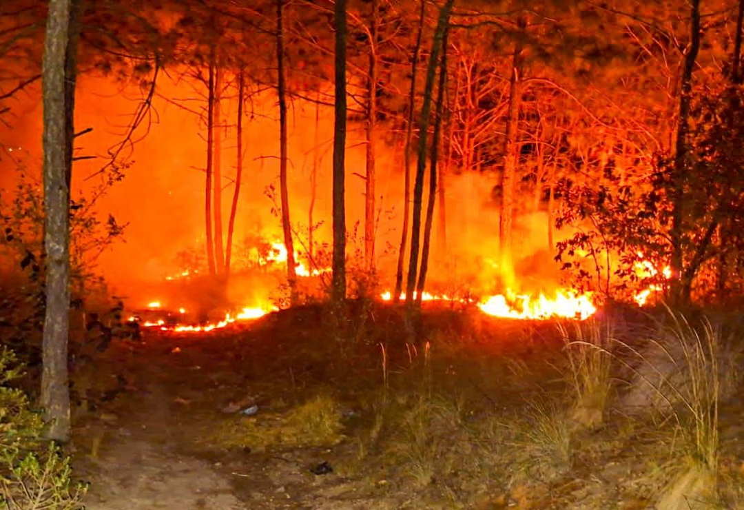incendio_forestal-perote-bosque.png