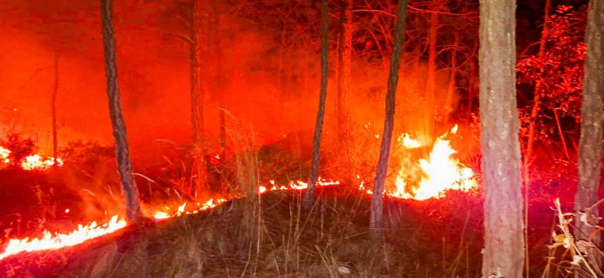 incendio_forestal-perote-bosque_1.jpg
