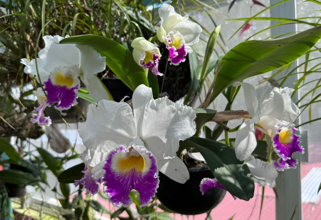 orquideas-expo_dealers-xalapa.png