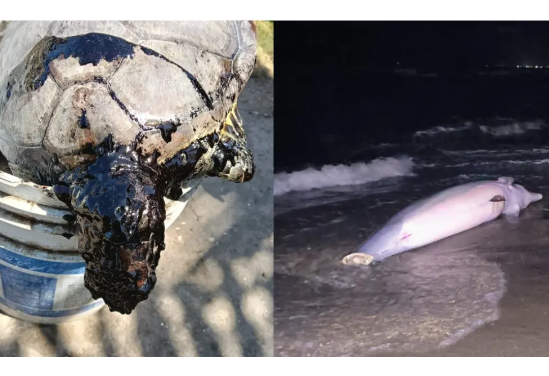 animales_muertos-playas-veracruz.png