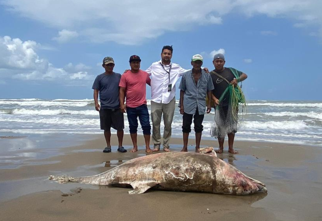 delfin-campamento_tortuguero_caretta_mx-coatzacoalcos.png