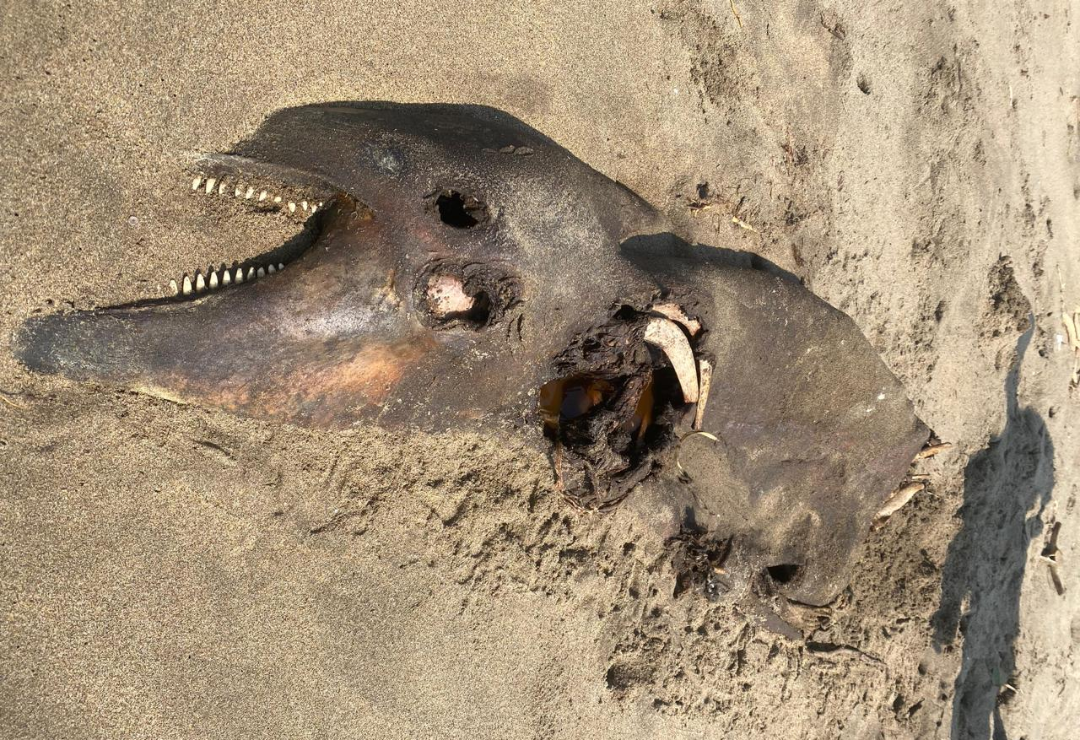 delfin-muerto-coatzacoalcos.png