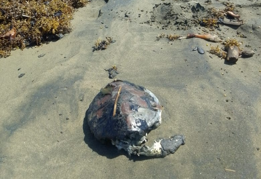 derrame_de_hidrocarburo-tortugas-veracruz.png