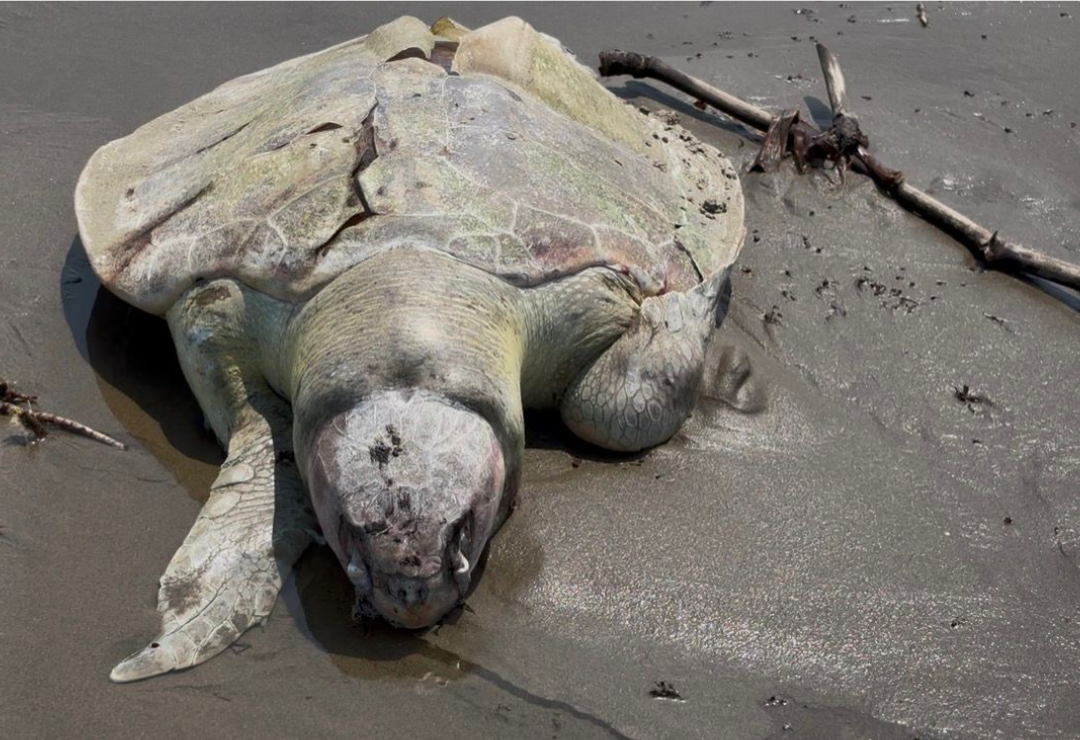 tortuga-playa-coatzacoalcos.png