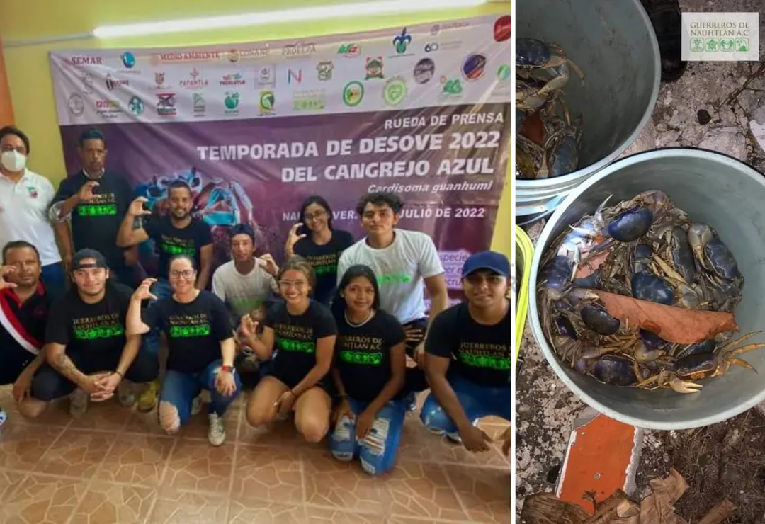 cangrejo_azul-fans_de_bts-veracruz.png