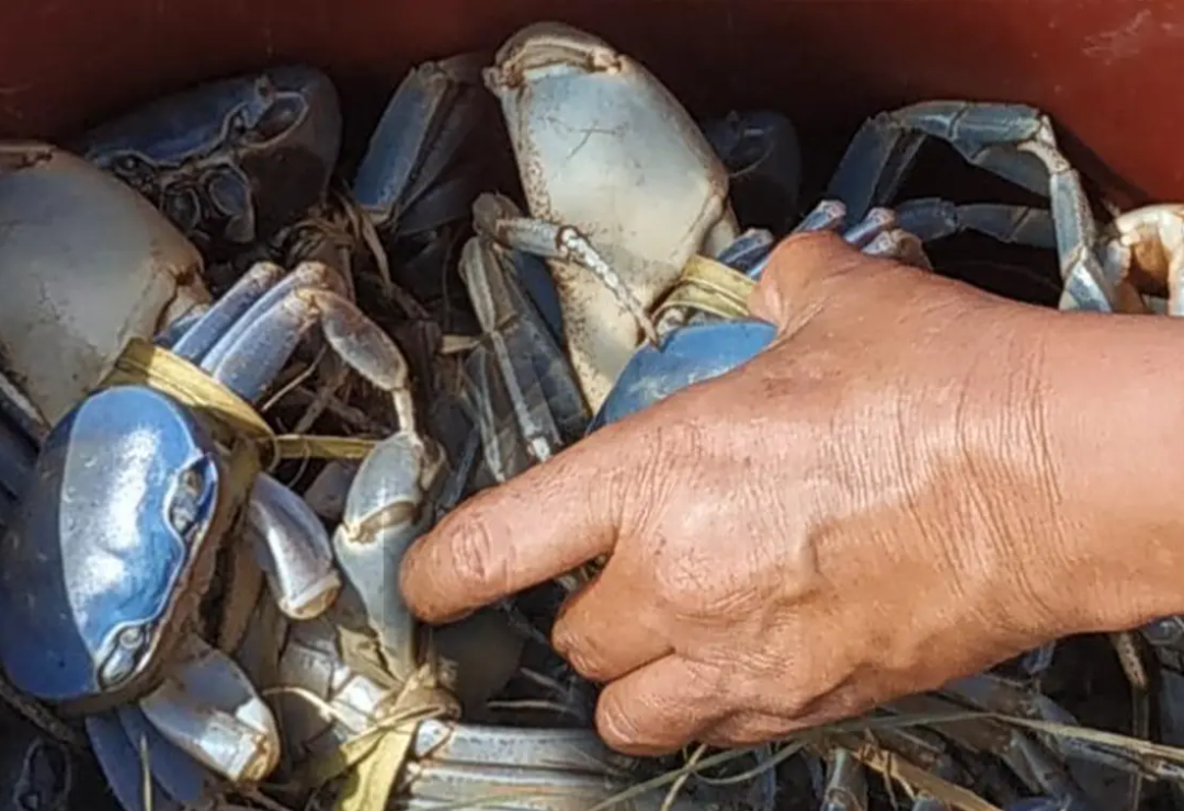 dof-veda_de_cangrejo_azul-veracruz.png