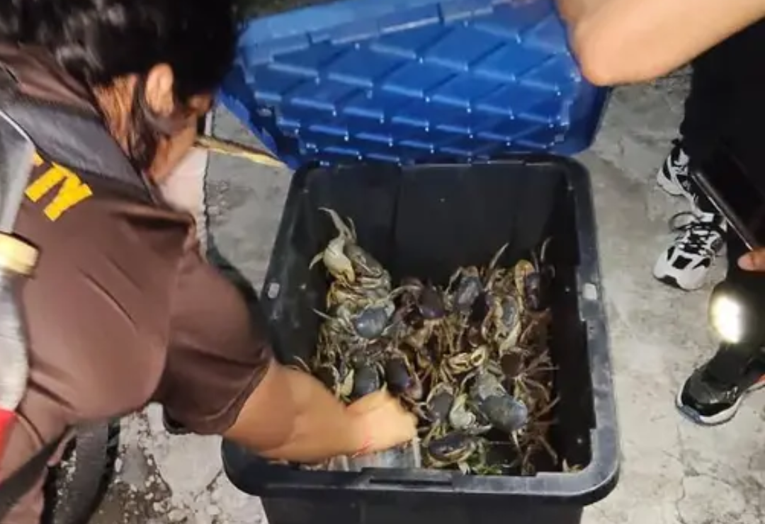 pesca-cangrejo_azul-veracruz.png