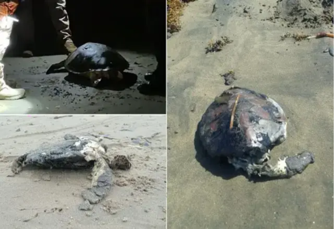 tortugas-derrame_en_veracruz-pma.png