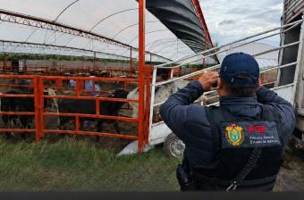 Recuperan en Edomex 35 cabezas de ganado de Ángel R. Cabada