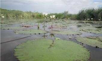 Humedales de Veracruz en riesgo por crecimiento urbano y contaminación