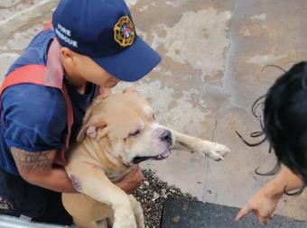 Incendio consume casa en Veracruz y rescatan a 7 perros