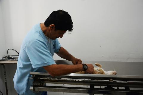 Ayuntamiento porteño procura bienestar de mascotas en Centro de Salud Animal image 3