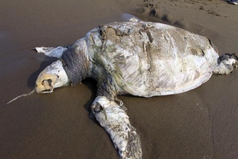 Foto: Sergio Balandrano