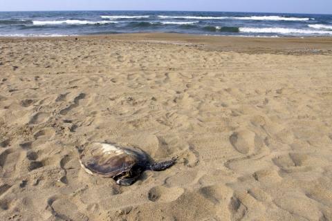 Foto: Sergio Balandrano