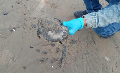 Confirman seis animales afectados por hidrocarburo en Veracruz