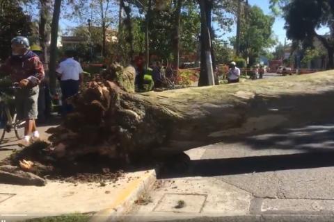 Viento del norte derriba cinco árboles en Xalapa image 1