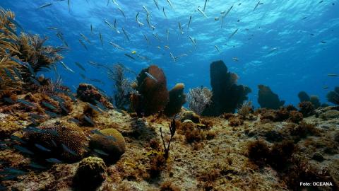 Oceana rechaza explotación de hidrocarburo en el Golfo de México