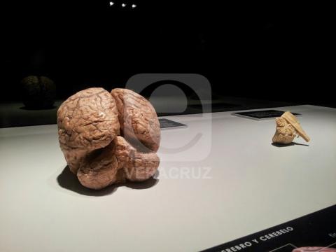 Expo Bodies: Exhibirán cuerpos humanos reales en Veracruz