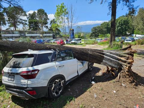 Frente Frío 11 provoca caída de árboles y daños a vehículos en Xalapa