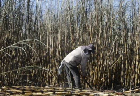 Cañeros de Puebla llevarán su cosecha al Ingenio San Nicolás de Veracruz