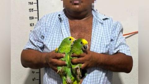 Sólo 2 de 99 casos por tráfico de fauna llegan ante juez en Veracruz
