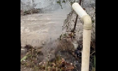 Cable electrocuta a gato; acusan omisión de CFE en Veracruz