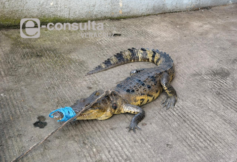 Capturan a cocodrilo de más de un metro en Cosoleacaque
