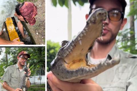 "Expulsan" a cocodrilo de Facultad de Conta en Tuxpan