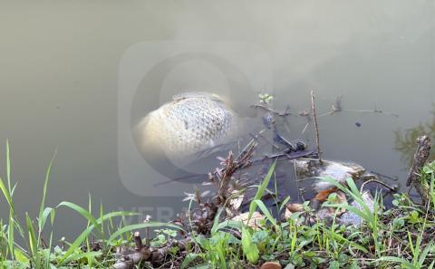 Reportan contaminación de la laguna de Casa Blanca, en Xalapa