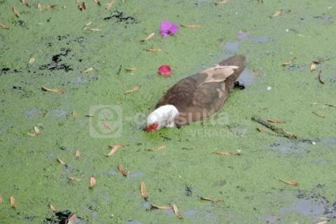 Alertan sobre grave contaminación de cuerpos de agua en Xalapa