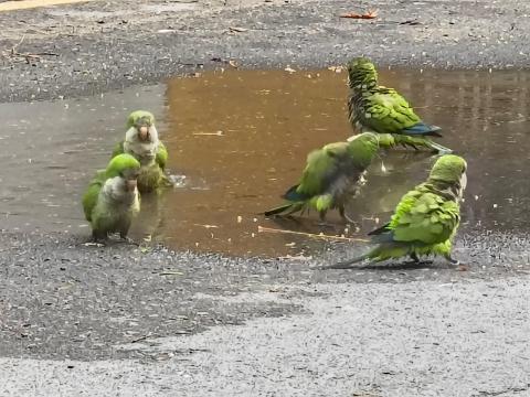 Cotorras argentinas desplazan a especies nativas en Veracruz