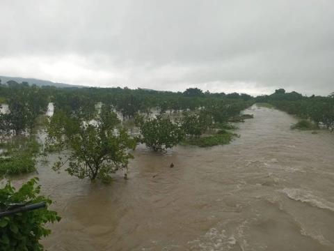 Lluvias devastaron cultivos de maíz y limón en el norte de Veracruz