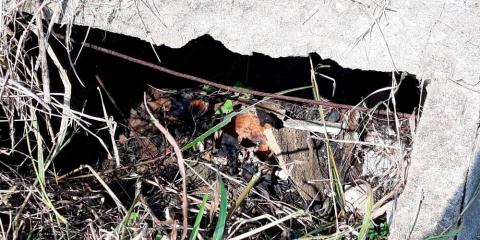 Han hecho brujería con osamentas abandonadas en panteón de Agua Dulce