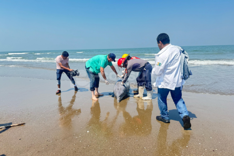 Hallan cadáver de delfín en Coatza; fue herido con arma blanca