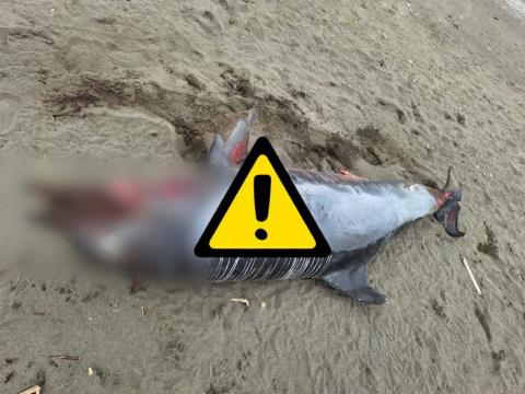 Aparece delfín sin vida en la costa de Nautla