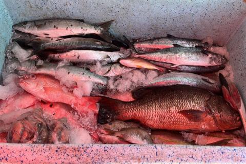 Derrame hunde 50 porciento las ventas de pescado en Veracruz Derrame hunde 50 porciento las ventas de pescado en Veracruz